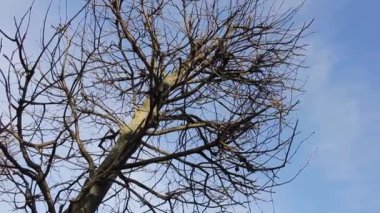 kuru tek ağaç dokusu mavi gökyüzü arkaplanında