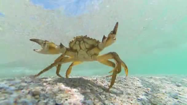 Crab Bottom Sea Water Runs Ocean Life — Stock Video
