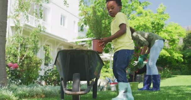 Front View Young African American Boy Garden Putting Potted Plant — Stock Video