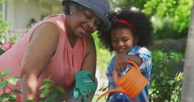 Afrika kökenli yaşlı bir Amerikalı kadın ve küçük torununun bahçede diz çöküp bitkilerle ilgilenirken yan görüntüsü. Torunu bir su bidonu kullanıyor, ağır çekim.