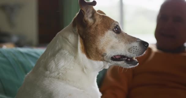 Vista Lateral Cão Estimação Com Proprietário Masculino Caucasiano Sênior Fundo — Vídeo de Stock