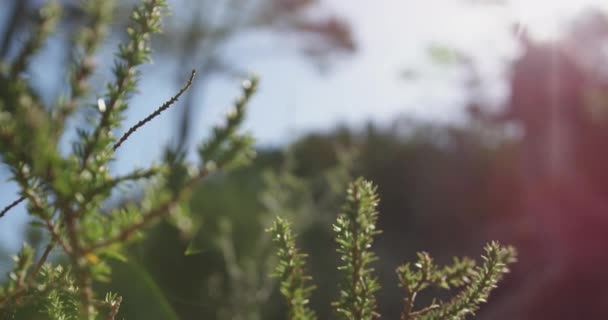 Нижній Кут Зору Старшу Кавказьку Пару Яка Проводить Час Природі — стокове відео