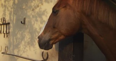 Ahırdaki bir at sürüsünün yan görüntüsü. Güneşli bir günde ahırın kapısına bakıyor. Yavaş çekimde.