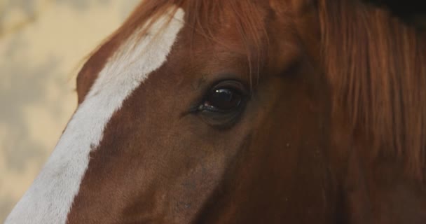 Hoofd Schot Close Van Een Kastanje Dressuur Paard Met Een — Stockvideo
