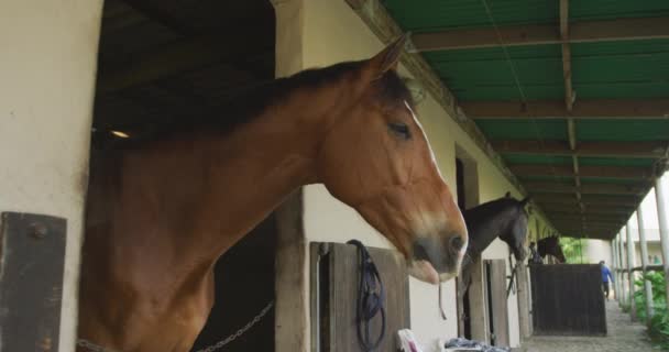 Niski Kąt Widzenia Boku Kasztanowca Gniady Konie Ujeżdżeniowe Wyglądające Stajni — Wideo stockowe