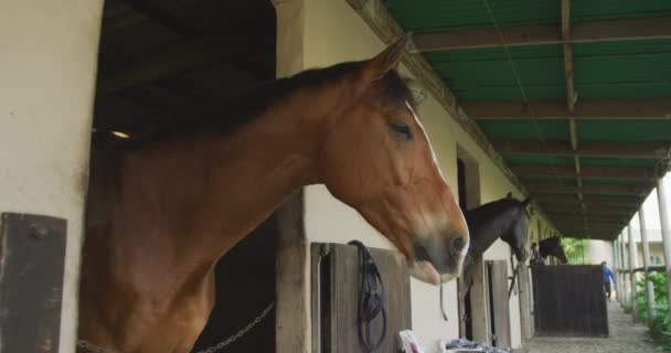 Vista Lateral Ángulo Bajo Castaño Laurel Caballos Doma Mirando Fuera — Vídeo de stock