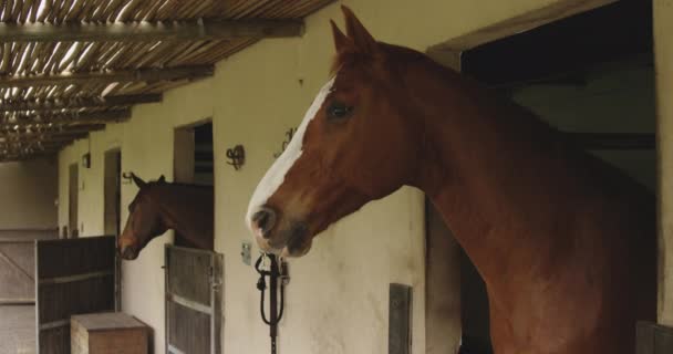 Vista Lateral Castanheiro Cavalo Baía Dressage Olhando Para Fora Portas — Vídeo de Stock