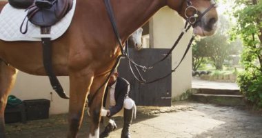 Zekice giyinmiş Afro-Amerikan bir adamın eyeri kestane sıralı bir atın üzerinde hazırlarken ön görüntüsü, at binmeden, arkadan ışıklandırmadan, hafif hareketten önce, kemeri sağlamlaştırın.