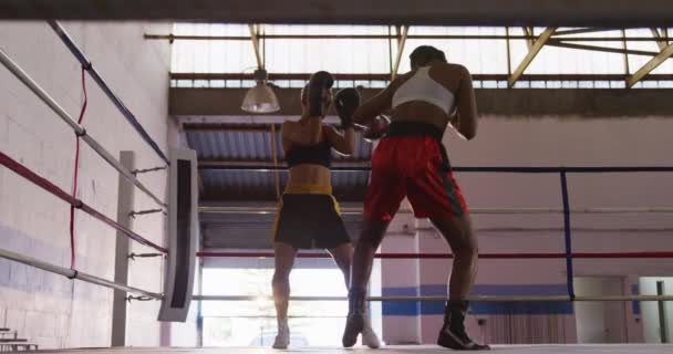 Vista Trasera Dos Boxeadoras Femeninas Raza Mixta Una Con Pelo — Vídeos de Stock