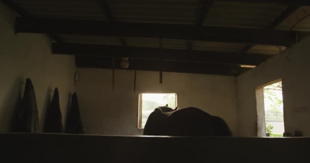 Zijaanzicht Van Een Kastanjebruin Dressuurpaard Een Stal Rondlopend Kijkend Door — Stockvideo