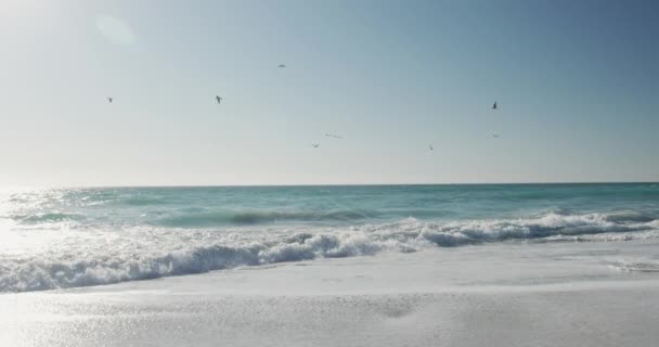Приголомшливий Прибережний Пейзаж Пляжем Птахи Літають Над Спокійними Морськими Хвилями — стокове відео