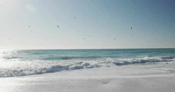 Superbe Paysage Côtier Avec Plage Oiseaux Survolant Des Vagues Mer — Video