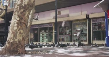 Gün boyunca şehir meydanında uçan güvercin sürüsü, kaldırım, bina, dükkan pencereleri, ağaçlar görülüyor..
