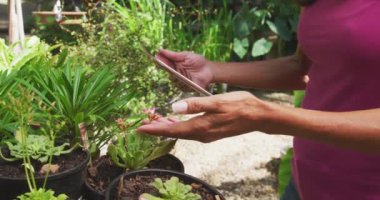 Beyaz bir kadının yan görüntüsü, pembe tişört giymiş, güneşli bir bahçede dikiliyor, yapraklara dokunuyor ve ağır çekimde tablet bilgisayar kullanıyor.