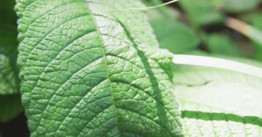 Bir bitkinin büyük yeşil yaprağının bir bölümünü kapatın. Damarlarını ve dokusunu gösterin. Güneş ışığı ve gölgesi yavaşça hareket etsin.