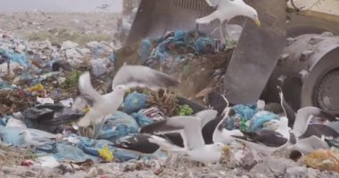 Aracın üzerinde uçan ve çöpleri temizleyen kuş sürüsü arka planda bulutlu bulutlu gökyüzü olan çöplerle dolu bir çöp yığını üzerinde ağır çekimde çalışıyor.