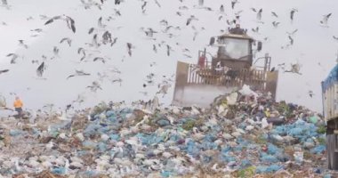 Aracın üzerinde uçan ve çöpleri temizleyen kuş sürüsü arka planda bulutlu bulutlu gökyüzü olan çöplerle dolu bir çöp yığını üzerinde ağır çekimde çalışıyor.