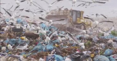 Aracın üzerinde uçan ve çöpleri temizleyen kuş sürüsü arka planda bulutlu bulutlu gökyüzü olan çöplerle dolu bir çöp yığını üzerinde ağır çekimde çalışıyor.