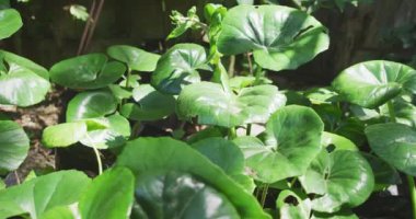 Alçak bir bitkinin büyük, yuvarlak yeşil yaprakları yavaşça hareket eder güneş ışığı ve gölgede, ağır çekimde