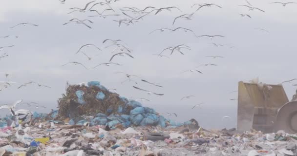 成群结队的鸟儿在车辆上飞来飞去 清理堆在垃圾堆上的垃圾 这些垃圾的背景是阴云密布的蓝天 缓慢地移动着 — 图库视频影像
