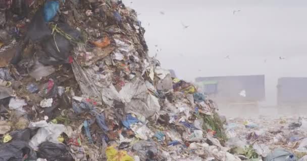 Manada Aves Volando Sobre Vehículos Trabajando Limpiando Basura Apilada Vertedero — Vídeos de Stock