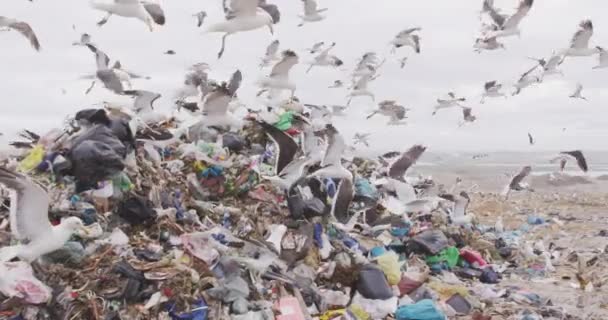 Stormo Uccelli Che Sorvolano Rifiuti Accumulati Una Discarica Piena Spazzatura — Video Stock