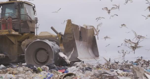 Stormo Uccelli Che Sorvolano Veicolo Lavorando Ripulendo Rifiuti Accumulati Una — Video Stock