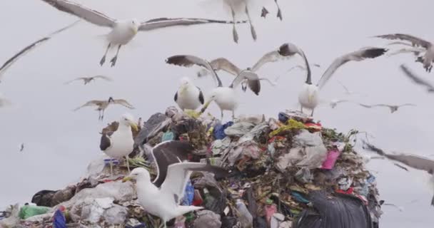 Flock Birds Flying Rubbish Piled Landfill Full Trash Stormy Overcast — Stock Video
