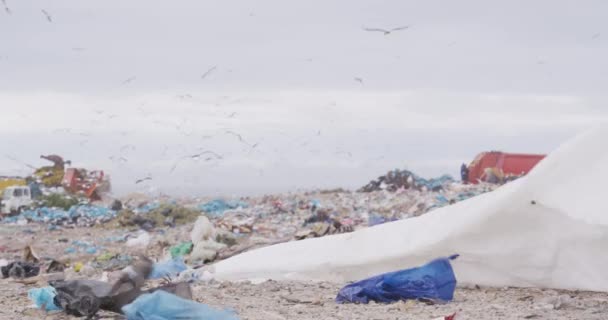 車の上を飛んでいる鳥の群れ遅い動きの背景に曇りの空を背景にゴミでいっぱいの埋立地に積み上げられたゴミを掃除する — ストック動画
