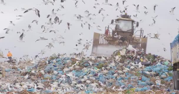 Vogelschwärme Fliegen Über Fahrende Und Abräumende Müllberge Auf Einer Mülldeponie — Stockvideo