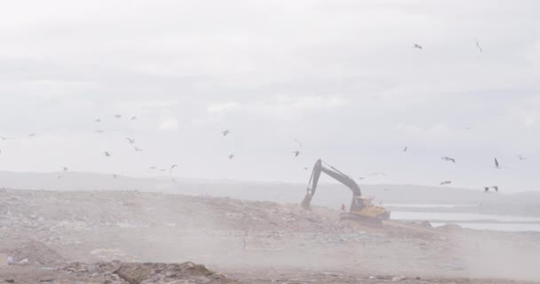 Manada Aves Volando Sobre Excavadoras Trabajando Limpiando Basura Apilada Vertedero — Vídeos de Stock