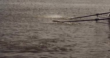 Dört beyaz erkek kürekçinin ön görüntüsü, bir kürek antrenmanı sırasında, bir sandalda oturuyor, gün batımında, yavaş çekimde kürek çekiyor.