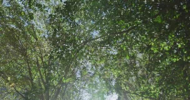 Árvores Verdes Parque Uma Cidade Dia Ensolarado Com Edifícios Modernos — Vídeo de Stock