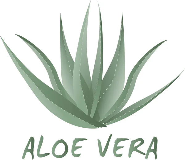 Aloe Vera beyaz fotogerçekçi bir vektörde izole edildi