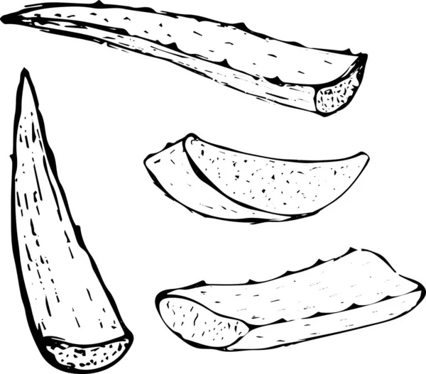 Векторная рукописная ботаническая алоэ Вера . — стоковый вектор