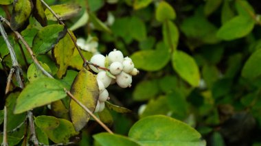 Yeşil yapraklı beyaz böğürtlen