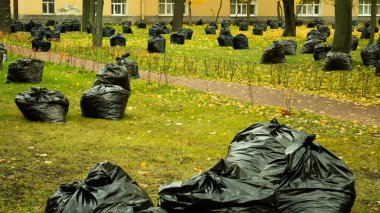 Sonbaharda yaprak toplamak. Parka bakıyorum.