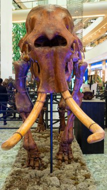 Dinozor iskeleti. Müzede yakın çekim fotoğrafı.