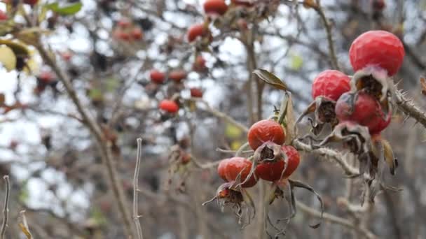 Pogodny Zimowy Dzień Nakłuć Krzewy Czerwonych Jagód Tle Zimowego Nieba — Wideo stockowe