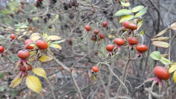 Red berries on a background of a winter sky. — Stock Video