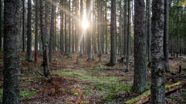 Yeşil ormanda yürüyen ışık huzmesi..