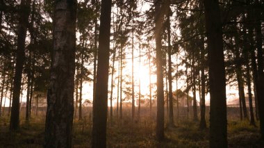 Yeşil ormanda yürüyen ışık huzmesi..