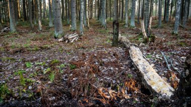 Ormanın ortasında akan küçük bir dere..
