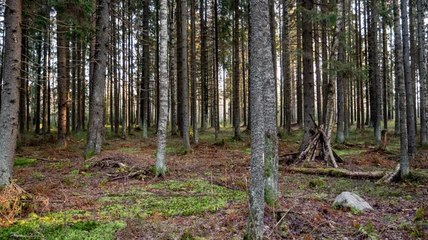 Natuurlijke bossen van sparren en loofbossen. — Stockfoto