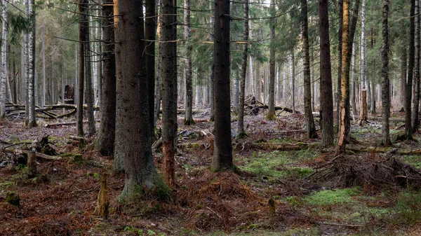 Naturalny las świerkowy i liściasty. — Zdjęcie stockowe