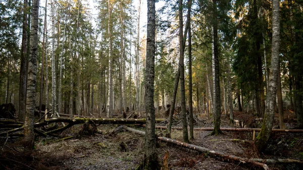 Abbattimento Foresta naturale di abete rosso e latifoglie. — Foto Stock