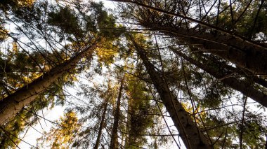  Ladin ve yaprak döken ormanların doğal ormanı..