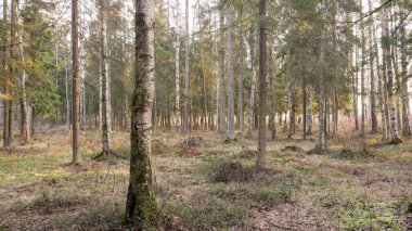  Ladin ve yaprak döken ormanların doğal ormanı..