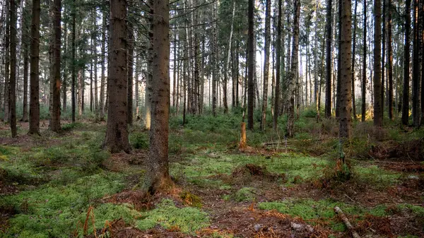 Foresta naturale di abete rosso e foresta decidua. — Foto Stock