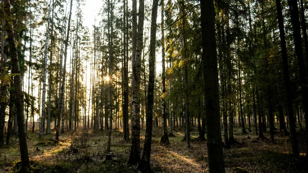 Raggio di luce che attraversa la foresta verde. — Foto Stock